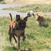 Cassi, Declan and Luna