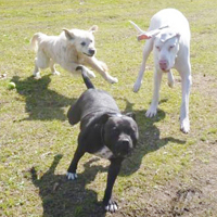 Harley, Rocky and Farrah